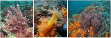 Image result for Achyropsis