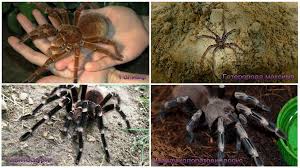 Sie ist die giftigste seeschlange überhaupt und nach dem … Die Gruseligste Spinne Der Welt Foto Und Beschreibung