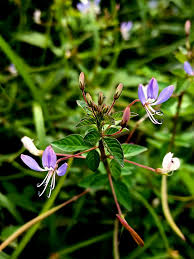 Image result for Cleome iberidella