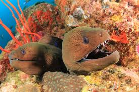 Any of the large cosmopolitan carnivorous eels of the family muraenidae. Marine Species Moray Eels Scuba Diver Life