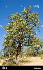 Image result for Colophospermum mopane