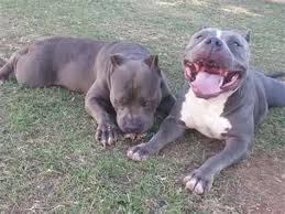 See more ideas about puppies, pitbull puppies, cute dogs. Pitbull Puppies Seattle Xl Bully Pitbull Puppies For Sale Or Obo For Sale In Sunnyside Washington Classified There Are Various Ways To Seek Out A Pitbull Puppy To Bring