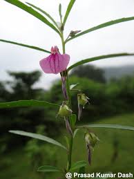 Image result for Afrohybanthus latifolius