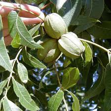 He also raised goats which often would climb and frolic up in the giant pecan tree. Carya Illinonensis Pecan Tree Sugar Creek Gardens
