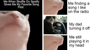10/10 he's just jamming cat jamming out with colourful lights meme. Memebase Gifs All Your Memes In Our Base Funny Memes Cheezburger