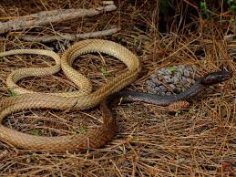 The two top images in this collage are copperheads. Georgia Snakes Pictures And Identification Help
