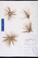 Image result for Eleocharis setifolia