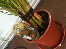 Flaschen Statt Blumen Giessen Frag Mutti Flaschen Gefulltes Gemuse Blumen