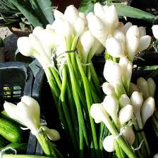 How you know when onions are ready to harvest. Growing Spring Onions Tips Trimming What Is A Spring Onion