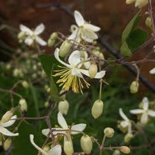 Image result for Clematis brachiata