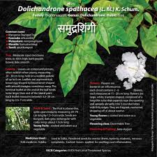 Image result for Dolichandrone alba