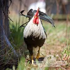 Check spelling or type a new query. Murray Mcmurray Hatchery Silver Leghorn