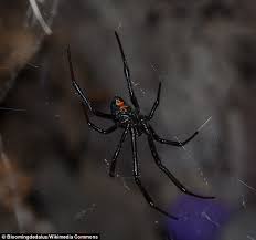 Meaning of black widows logo. Black Widow Spiders S Red Marking Have Evolved To Deter Predatory Birds Daily Mail Online