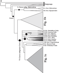 Image result for Carex runssoroensis