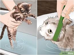 Using malathion to kill fleas. 3 Ways To Get Rid Of Clover Mites Wikihow