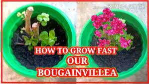How To Grow Fast Our Bougainvillea Youtube