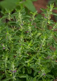 Image result for Endostemon tereticaulis