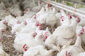 Get latest company news, company results, company interviews, company financials, company analysis, company disclosure, corporate news, company announcements at business standard. A Projection Of The Future Dynamics In Global Poultry Meat Production