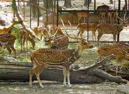 Deer park refining limited partnership is proportionally consolidated into royal dutch shell plc's international financial reporting standards results. Deer Park In South Delhi Best Place To Spot Wild In New Delhi