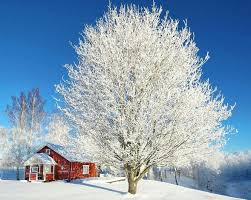 Trova immagini stock hd a tema melone d inverno e milioni di altre foto, illustrazioni e contenuti vettoriali stock royalty free nella vasta raccolta di shutterstock. I Limiti Della Previsione Del Tempo Sara Il Solito Inverno Mite Meteolive It