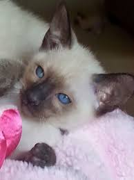 Birman Blue Point Kittens For Sale Breeders Of Siamese Kittens Available For Sale Siamese Kittens Raised In Our Loving Home Siamese Cats Blue Point Siamese Cats Siamese Kittens