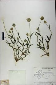 Image result for Coelachyrum