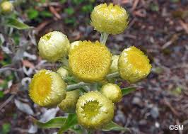 Image result for Helichrysum foetidum