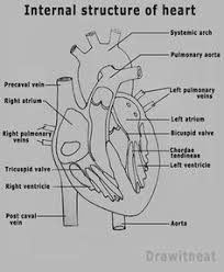 Find & download free graphic resources for human heart. Easy Human Heart Pencil Drawing