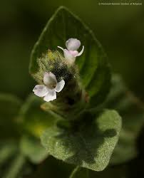 Image result for Nelsonia