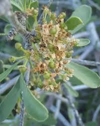 Image result for Gymnosporia buxifolia