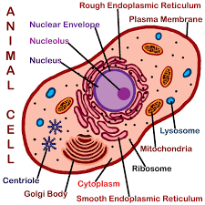 * in animals (particularly mammals) er tubules have been shown to spread throughout the cell. Pin On Animal Cell