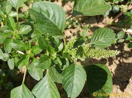Image result for Amaranthus blitum