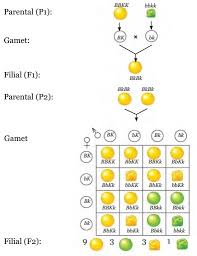 We did not find results for: Cara Persilangan Dihibrid Materi Kimia