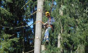 Tree removal becomes necessary when a tree is inhibiting your home's functionality, posing a safety threat, or has died. Tree Service Bonney Lake Wa Tree Removal Pruning Stump Grinding