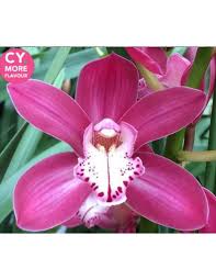 Image result for Monocymbium