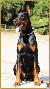 We own both the mother and the father. European Doberman Puppies For Sale In Europe Crazypurplemama