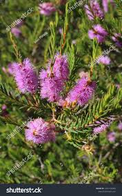 Image result for Melaleuca decussata