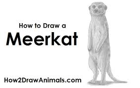 How To Draw A Meerkat Draw two ovals for the head and body of the meerkat. how to draw a meerkat