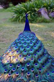 Blue Bird With Big Feathers Lots Of Feathers Bird Peacock Blue Beautiful Birds Pet Birds Peacock