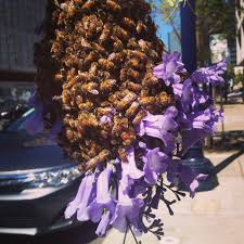 Vector frame in the form of honeycomb with a floral design. How To Catch A Swarm Of Bees Beekeeping Like A Girl