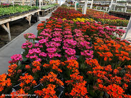 Light prune (group 2) date raised: Springtime Plant Perfection The Greenery Garden Centre