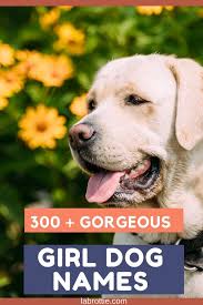 This list is packed with great female dog names for every letter of. 350 Girl Dog Names A Z Labrottie Com