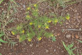 Image result for Vahlia