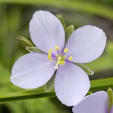 Image result for Monochoria