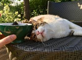 Cats only eat when they are sure that they are not immediately threatened by anything/anyone in the vicinity; Which Fruits Can Cats Eat Can Cats Eat Bananas Watermelon Strawberries Blueberries And Other Fruits Petmd