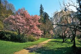 Shade trees add both beauty and a habitat for wildlife to a landscape. Fast Growing Shade Trees This Old House