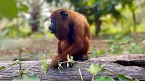 L'ère des géants by senmuth, released 19 august 2017. Le Mystere Des Geants Disparus Paul Aurelien Combre