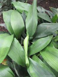 Image result for Kořenokvětka Aspidistra