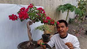 4 cara menanam bunga kertas (sebelum di bonsai). Ada 6 Langkah Cara Membuat Bonsai Bougenvile Youtube