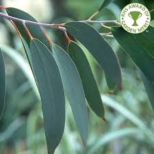 Maybe you would like to learn more about one of these? Eucalyptus Pauciflora Niphophila Buy Snow Gum Trees Online